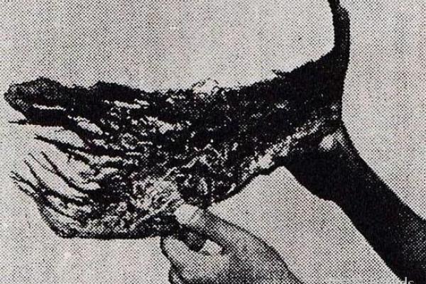 解密“捞命”：探索生活中的深层含义与影响