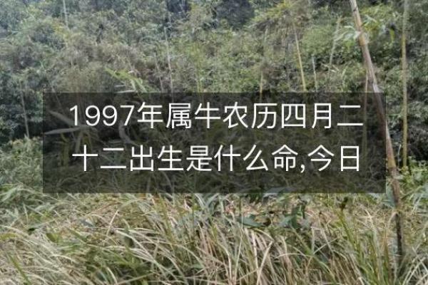 1997年出生的命运分析：缺什么、如何弥补？