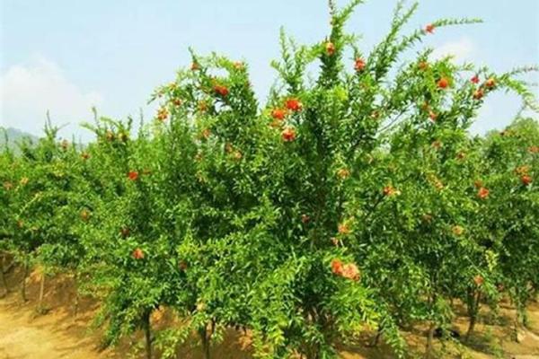 解析石榴木命：最佳搭配与生活指南，助你运势旺盛！