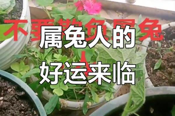 兔年出生的人生运势揭秘：51年兔年命理特点解析