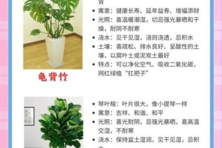木命家庭风水禁忌：家居摆放与植物选择的秘密