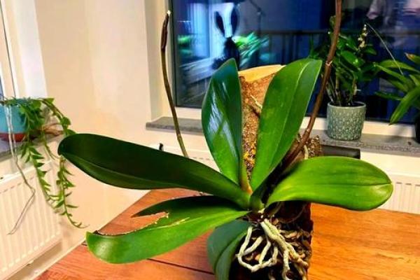 石榴木命指南：推荐适合的植物搭配与养护技巧