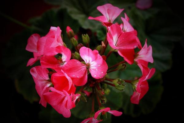 家中有火命木命,种什么花最旺福气? 家中有火命木命,种什么花最旺福气?