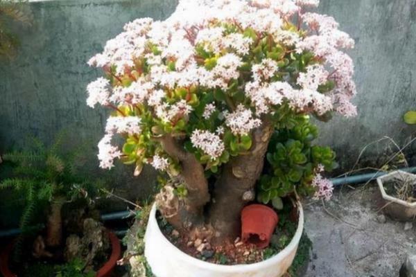 家中有火命木命,种什么花最旺福气? 家中有火命木命,种什么花最旺福气?