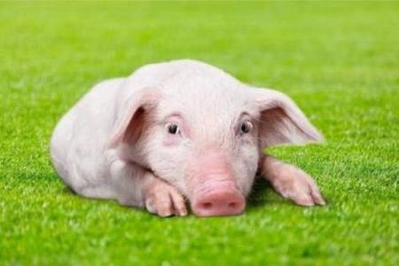 探寻属猪2019年出生宝宝的命运与性格特点