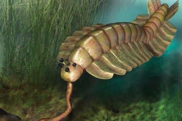 神奇动物长寿之旅：探秘地球上寿命最长的生物