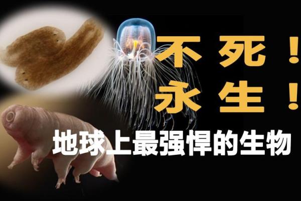 神奇动物长寿之旅：探秘地球上寿命最长的生物