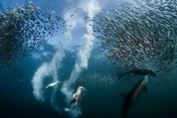 辅乳动物的生存之道：揭秘最长寿命的生灵