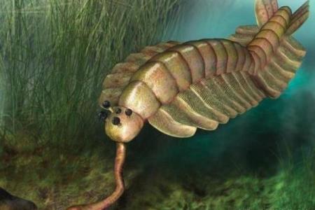 神奇动物长寿之旅：探秘地球上寿命最长的生物