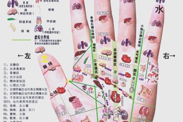 手掌厚手指短，命运的秘密与诠释