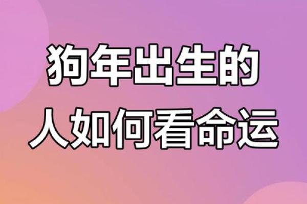 探索属狗之人的命运与性格特征，揭秘命中注定的幸福之路