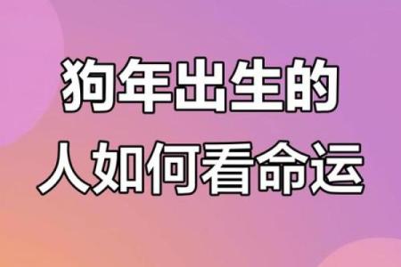 探索属狗之人的命运与性格特征，揭秘命中注定的幸福之路