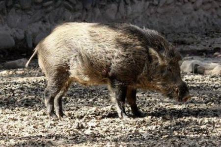 为何家猪命短而野猪命长？解密猪的寿命之谜！