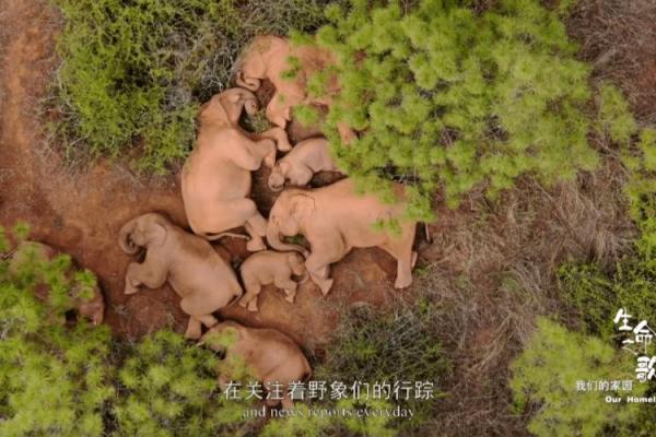 土命人的宠物选择：与大地元素的和谐共处