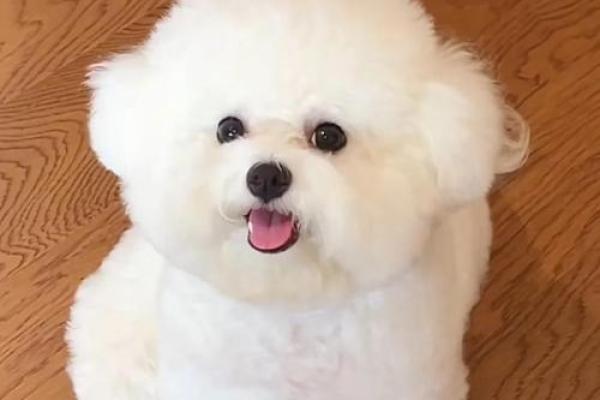 命蛇人的最佳伴侣动物，寻找你的生命之宠！