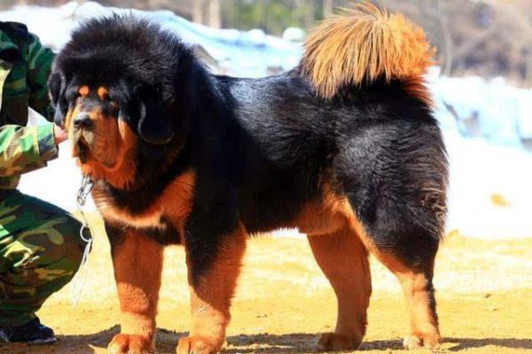 1995年亥猪命格解析：命运与性格的深层探秘