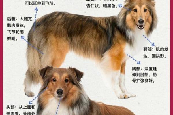 1907年狗年的命运与性格分析，让你更好地了解身边的狗狗们