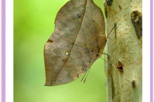 绳子吊命：解读逆境中的坚毅与生存智慧