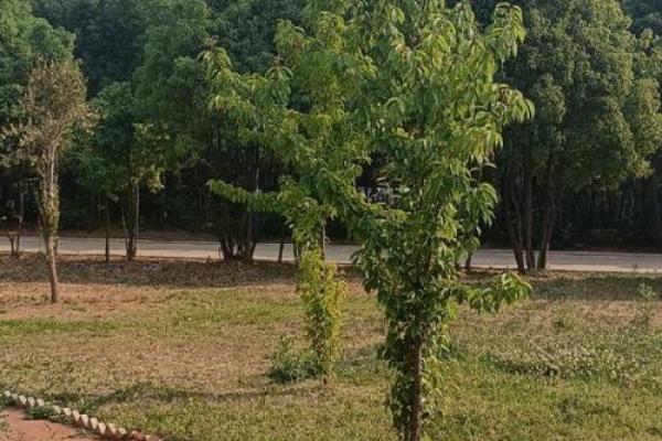 路旁土命:自然的馈赠与生活的智慧 路旁土命:自然的馈赠与生活的智慧