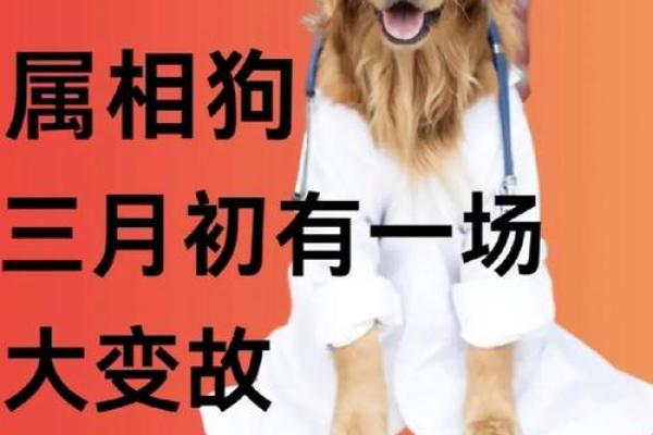 1994年属狗人的命运解析与人生启示