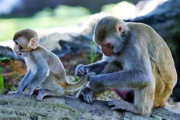 1968年猴年命运揭秘：聪明与机智并存的猴人