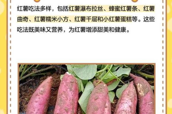1996年出生的红薯命运：探寻红薯的成长之路与人生启示