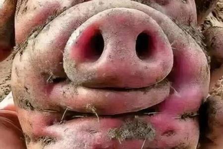 1996年出生的红薯命运：探寻红薯的成长之路与人生启示