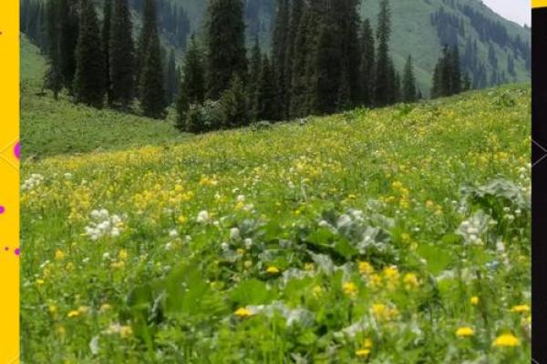 适合木命之人的理想城市：探索五个最佳选择