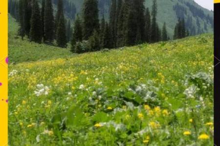 适合木命之人的理想城市：探索五个最佳选择