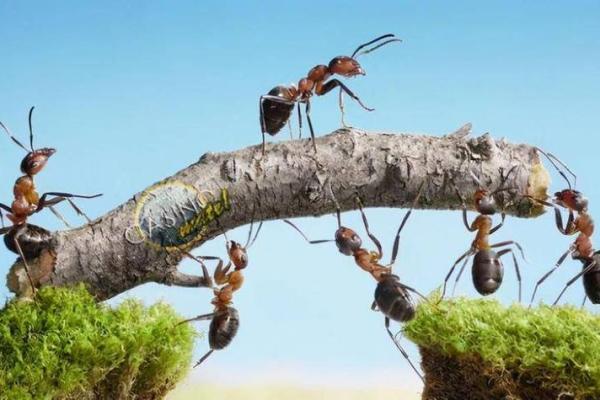 冬月的猴：命运的独特象征与智慧的启示