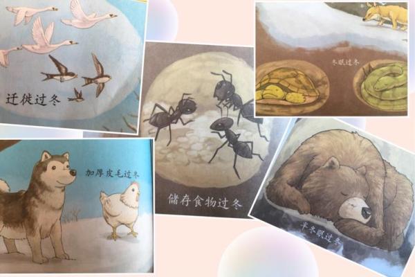 后半年宝宝命运探秘：揭示出生在冬季的秘密！