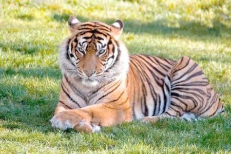 1986年阴历的命运解析：揭秘属虎人的人生轨迹与运势