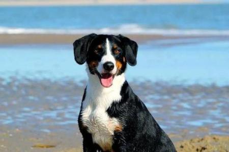 1994年狗年性格解析：命中注定的忠诚与智慧之旅