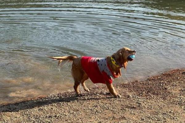 探索2002年出生的狗年命运与个性特征