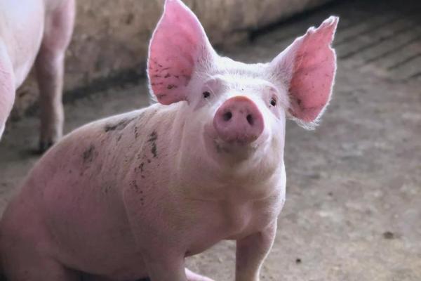 2007年出生的猪属什么命？揭秘命运与性格的关系