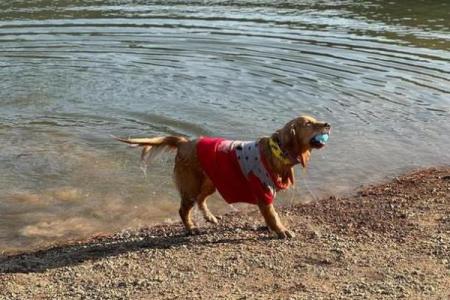 探索2002年出生的狗年命运与个性特征