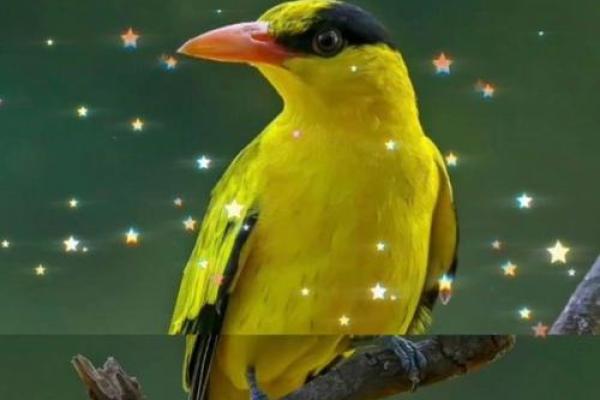 1958年属鸡者的命运解析：寻找成功与幸福的秘诀