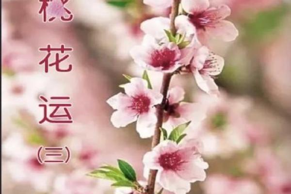 命里没桃花，揭示你的爱情运势与生活状态