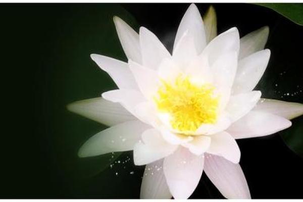 阴历29日出生的人命运解析，神秘的生命之旅！