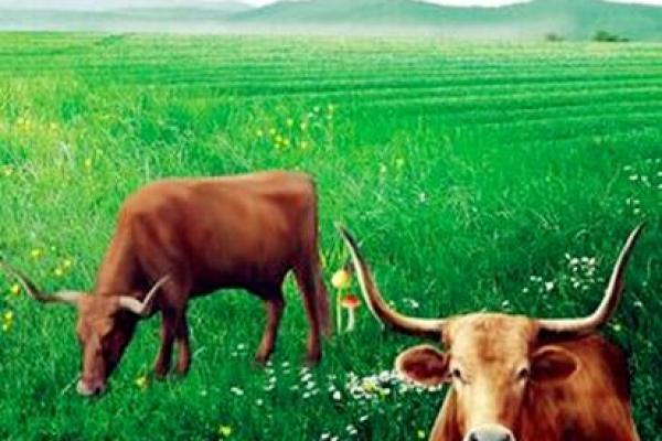 1973年牛男命运解析：每个牛男的内心世界与人生旅程探秘