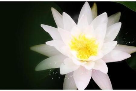 阴历29日出生的人命运解析，神秘的生命之旅！