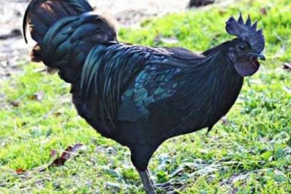 1993年属鸡金命解析：探寻属鸡人的命运与生活智慧