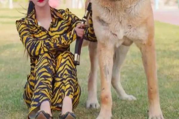 属狗1995年女性的命运解析：聪慧与坚定之结合