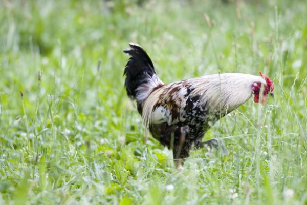 2049年：新纪元的生肖命运与人生启示