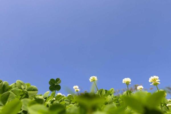 1711年属兔的命运解析：命理背后的温柔与智慧