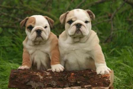 斗牛者：性格与命格的深度剖析