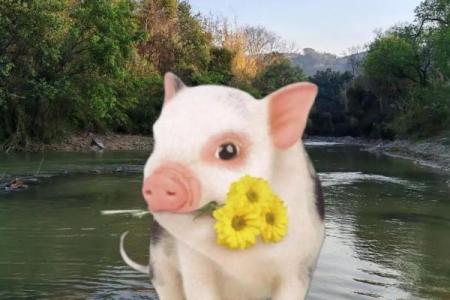 七一年正月出生的猪，你的命运与性格分析！