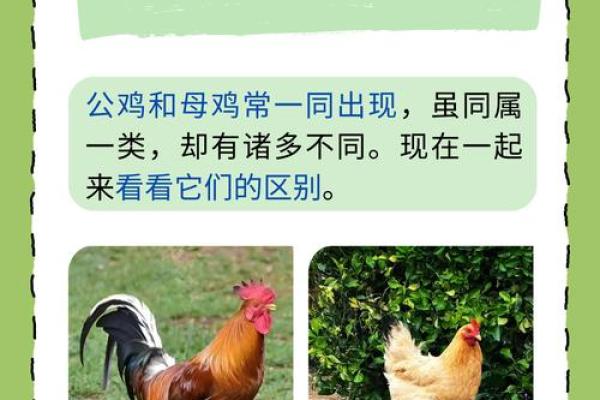 农历1969年属什么命？深入探索属鸡人的性格与命运