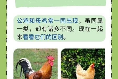 农历1969年属什么命？深入探索属鸡人的性格与命运