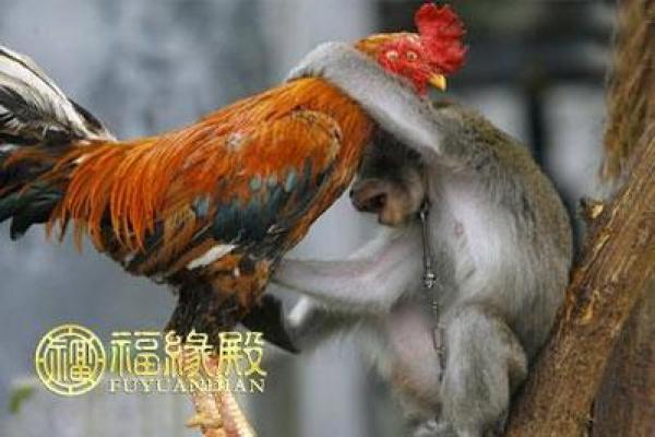 猴年属鸡的命理解析：你的未来掌握在手中！